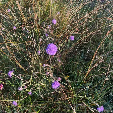 Tigh George * Lettermore